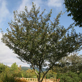 Crataegus viridis (Black Hawthorn)