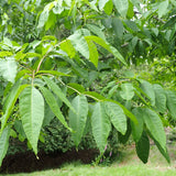 Fraxinus latifolia (Oregon Ash)