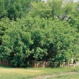 Rhus aromatica (Fragrant Sumac, Sweet scented Sumac)