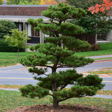 Pinus thunbergii (Japanese Black Pine)