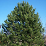 Pinus nigra (Austrian Pine, European Black Pine)