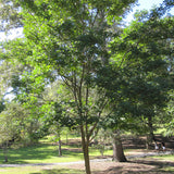 Dalbergia hupeana (Hardy Rosewood)
