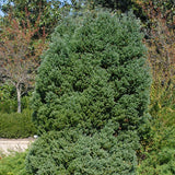 Chamaecyparis thyoides (Atlantic White Cedar)