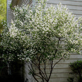 Exochorda racemosa (Common Pearlbush)