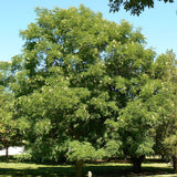 Gymnocladus dioicus (Kentucky Coffee Tree)