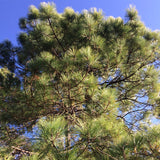 Pinus durangensis (Durango Pine)