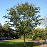 Ulmus parvifolia (winged) (Chinese Elm, Lacebark Elm)