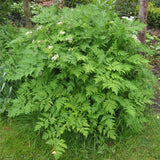 Chervil, Curled (Anthriscus cerefolium)