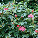 Passiflora mollisima (Banana Passion Fruit)