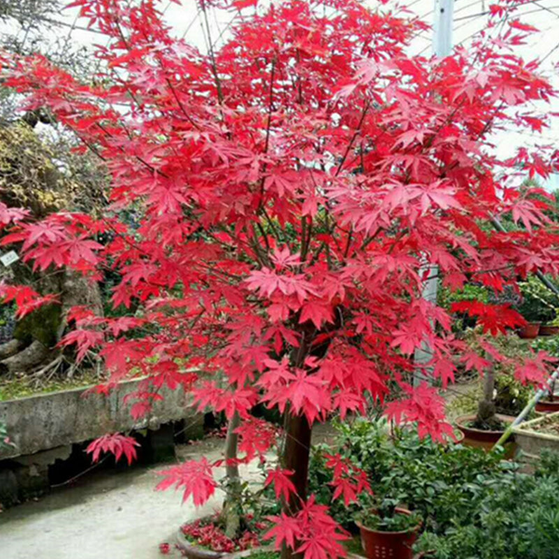 10 Graines D'Érable Japonais Acer Palmatum - Arbre Ornemental, Feuillage Rouge/Orange Automne, Rusticité 5-9 - 10