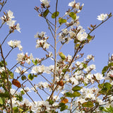 Bauhinia purpurea Alba (White Orchid Tree)