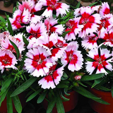 DIANTHUS chinensis (Chinese Pinks, Mixed)