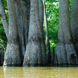 Nyssa aquatica (Water Tupelo)