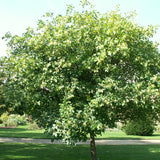 Ptelea trifoliata d.w. (Common Hoptree, Hop Tree, Wafer Ash)