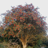 Sorbus aucuparia (European Mountain Ash)