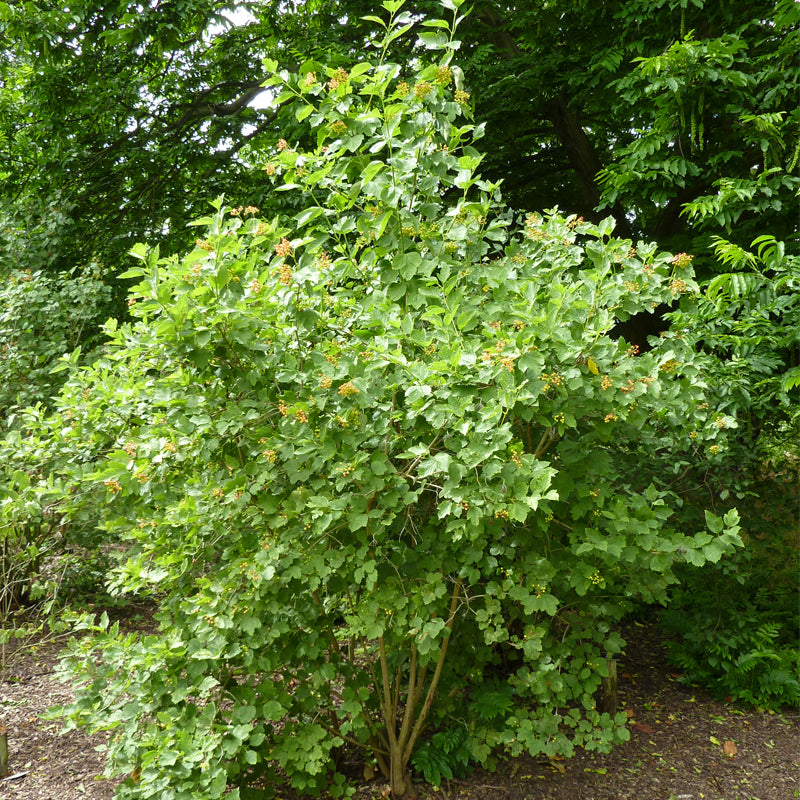 Viburnum sargentii	(Sargent Cranberry)