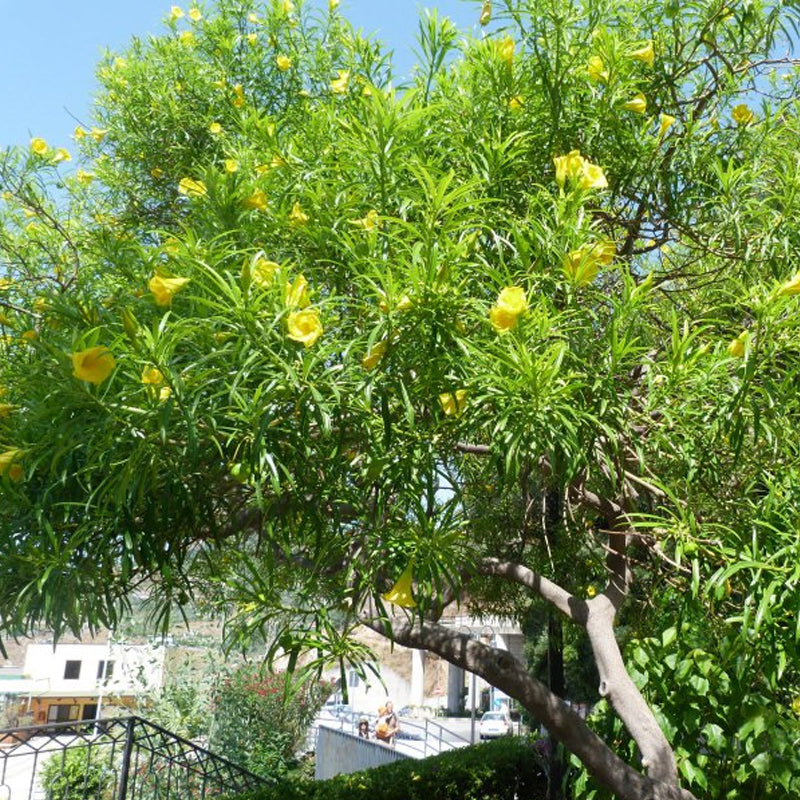Thevetia nereifolia (Yellow Oleander Thevetia peruviana)