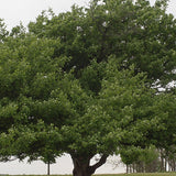 Crataegus mollis (Downy Hawthorn)