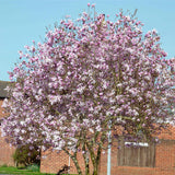 Magnolia x loebneri (Loebner Magnolia)