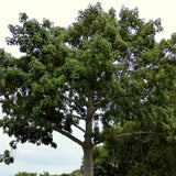 Ceiba pentandra (Kapok Tree)