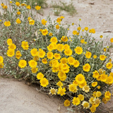 BAILEYA multiradiata (Desert Marigold)