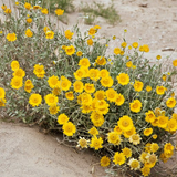 BAILEYA multiradiata Desert Marigold