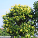 Koelreuteria paniculata nana (Dwarf Golden Rain Tree)