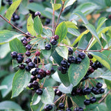 Aronia melanocarpa (Black Chokeberry)