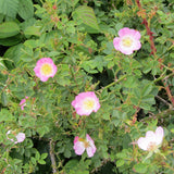 Rosa eglantaria (Sweet Briar)