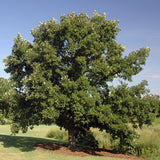 Quercus macrocarpa Northern (Bur Oak, Mossycup Oak, Mossycup White Oak)