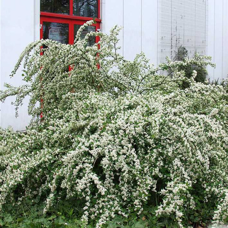 Cotoneaster multiflorus (Many-flowered Cotoneaster)