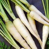 Lunar White Carrot (Daucus carota)