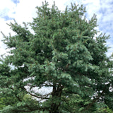 Pinus strobiformis (Southwestern White Pine, Border Pine, Chihuahua White Pine)