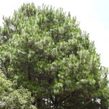 Pinus maximinoi (Thinleaf Pine)