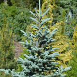 Abies phanerolepis (Bracted Balsam, Greek Fir)