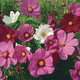 COSMOS bipinnatus 'Sensation Mix' (Cosmos, Tall Mixed)