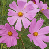 COSMOS bipinnatus 'Pinkie' (Cosmos, Pink)