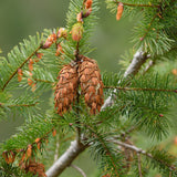 Pseudotsuga menziesii, California (Douglas Fir (California))