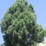 Pinus gerardiana (Chilghoza Pine, Chilgoza Nut Pine, Geralds's Nut Pine, Nepal Nut Pine)