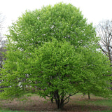 Fagus sylvatica (European Beech)