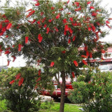 Callistemon citrinus (Scarlet bottle Brush)