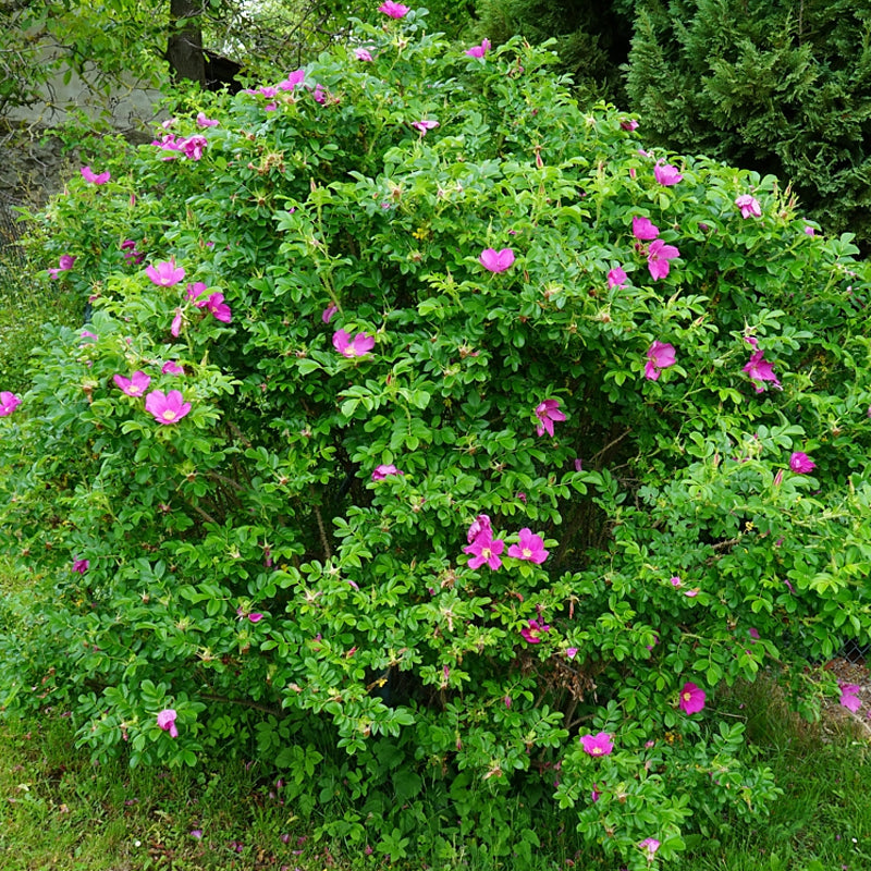 Rosa Rugosa