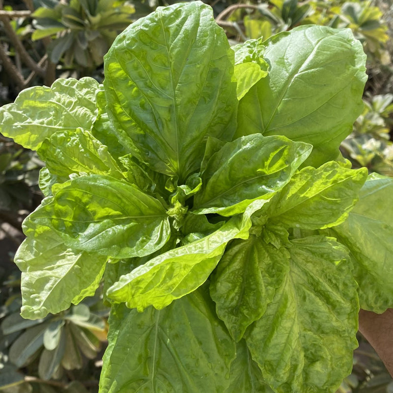 Basil, Lettuce Leaf (Ocimum basilicum)
