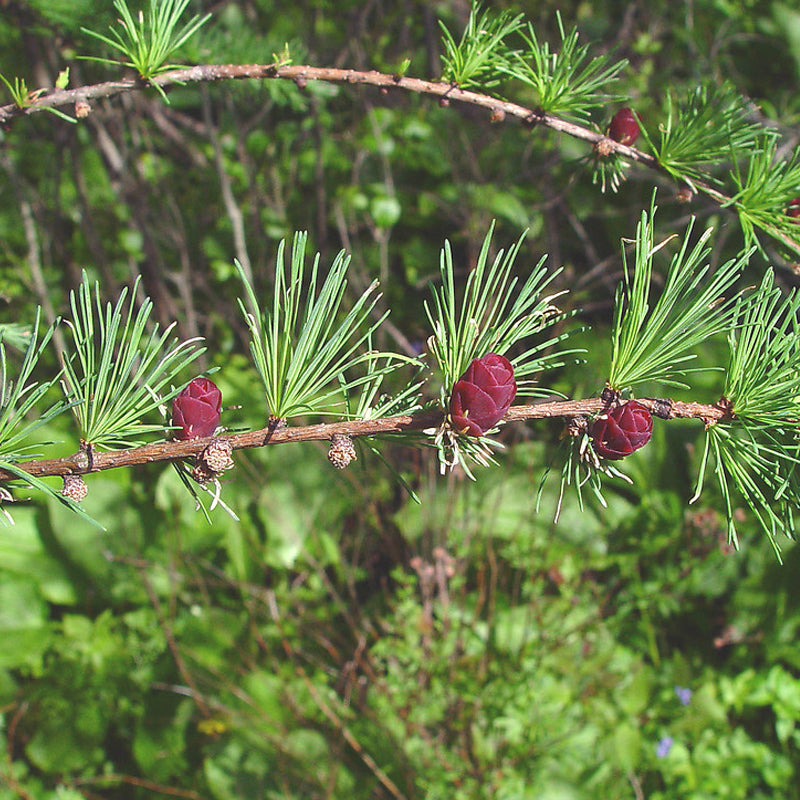 Larix laricina (americana) (American Larch, Tamarack) – MySeedsCo