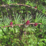 Larix laricina (americana) (American Larch, Tamarack)