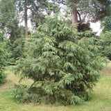 Picea likiangensis (Purple Liakiang Spruce)