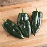 Ancho Pepper, HOT (Capsicum annuum)