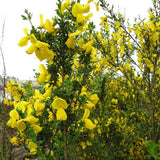 Cytisus scoparius (Scotch Broom)