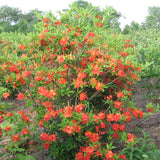 Rhododendron bakeri (Cumberland Azalea)