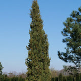 Cupressus sempervirens (Italian Cypress)